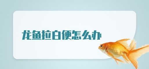 龍魚白點：如何治療龍魚白便 龍魚百科 第2張