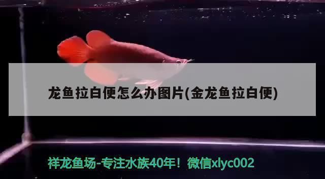 龍魚白點：如何治療龍魚白便 龍魚百科 第9張