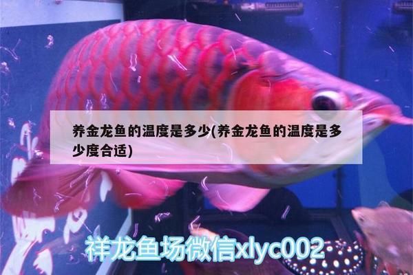 金龍魚是什么意思：關(guān)于金龍魚的五個疑問問題 水族問答 第1張