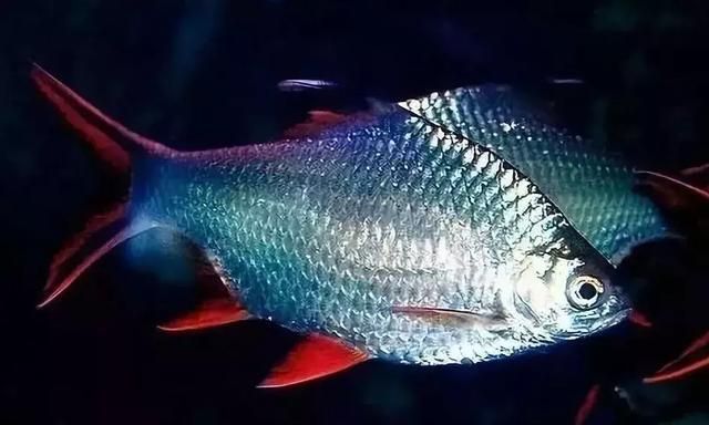 金龍魚是什么魚貴嗎：金龍魚的價格一般是多少？ 水族問答 第2張