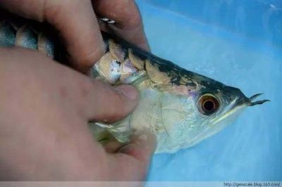 龍魚的飼料魚怎么檢疫：龍魚眼睛劃傷怎么辦 龍魚百科 第4張