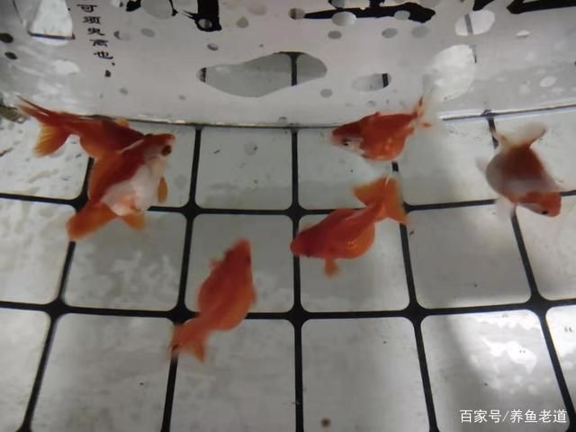 金龍魚是食肉動(dòng)物嗎：金龍魚是群居還是獨(dú)居？ 水族問答 第1張