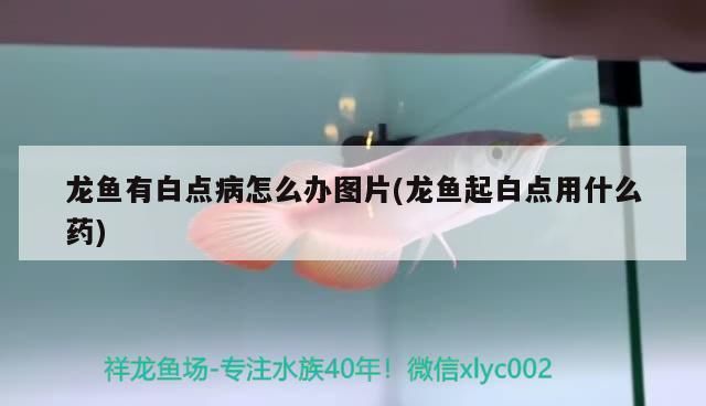 龍魚白點病不吃食怎么回事兒：龍魚白點病的原因與治療方法 龍魚百科 第8張