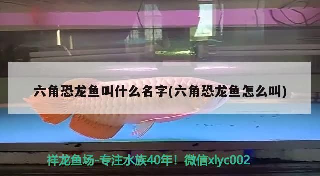 金龍魚是世界五百強排行榜：金龍魚2019年成功入選世界五百強排行榜 水族問答 第2張