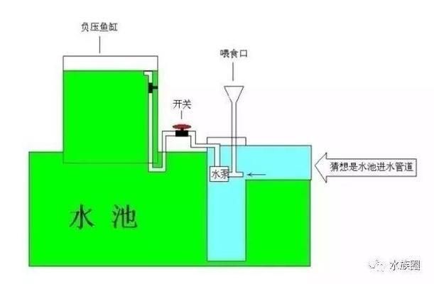 龍魚多久可以繁殖：龍魚的繁殖周期 龍魚百科 第11張