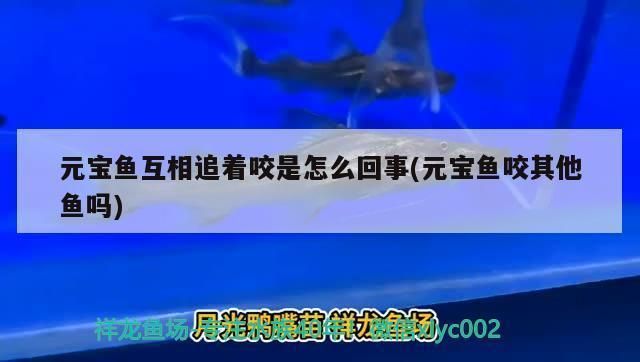 龍魚被壓制：如何防止金龍魚被小魚咬傷 龍魚百科 第4張