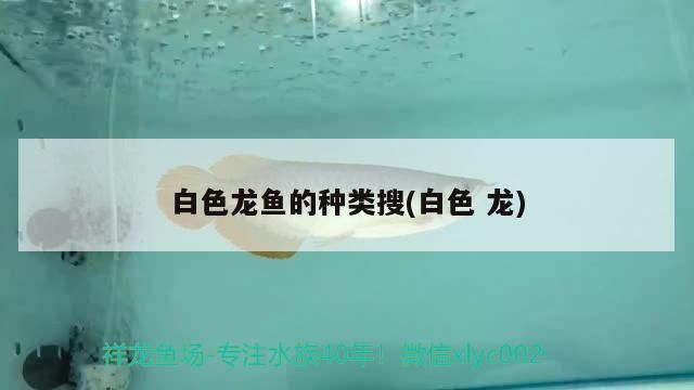 純白色的龍魚(yú)叫什么：白金龍魚(yú)，白金龍魚(yú)的品牌等級(jí)劃分表最新消息:紅龍魚(yú) 龍魚(yú)百科 第5張