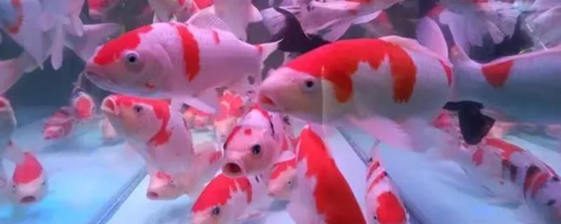 龍魚缸養(yǎng)什么魚好看：與龍魚搭配的觀賞魚