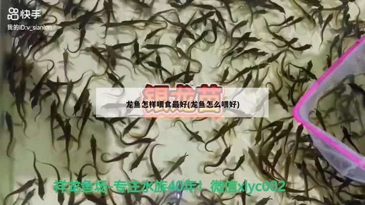 龍魚缸多寬合適養(yǎng)魚：養(yǎng)龍魚的注意事項(xiàng)