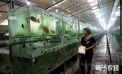 白龍魚長什么樣：白龍魚與銀龍魚的區(qū)別，白金龍魚是什么樣子的白金龍魚 龍魚百科 第11張