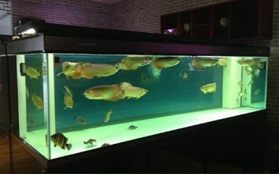 金龍魚適合用什么燈：養(yǎng)殖金龍魚的注意事項 水族問答 第2張