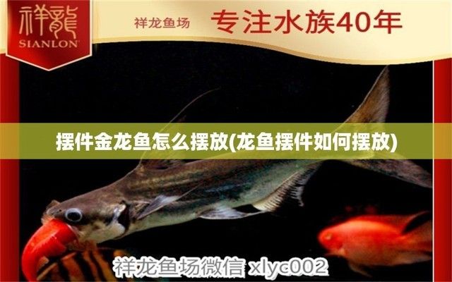 龍魚背部立鱗：金龍魚擺件如何擺放 龍魚百科 第7張