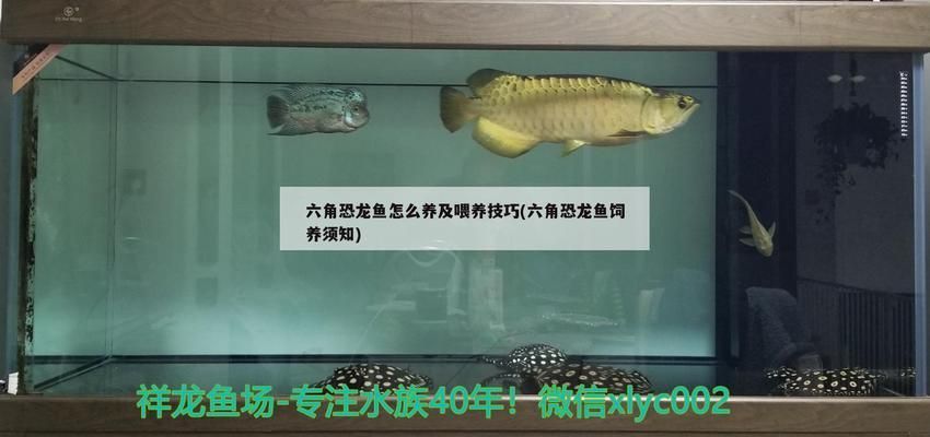 六角恐龍魚爛尾長什么樣：六角恐龍魚爛尾怎么辦 龍魚百科