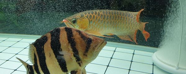 龍魚愛趴缸：龍魚打架原因及其處理方法 龍魚百科 第9張