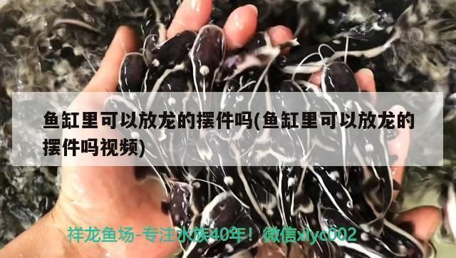 龍魚35度水溫行不？：龍魚最佳水溫范圍大致為24~28度龍魚最佳水溫范圍 龍魚百科 第4張