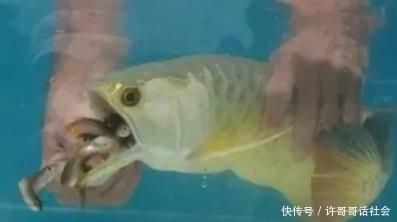 金龍魚外蒙眼怎么治療：金龍魚不吃東西怎么辦 龍魚百科 第3張