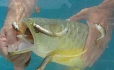 金龍魚外蒙眼怎么治療：金龍魚不吃東西怎么辦 龍魚百科 第5張