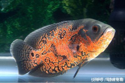 金龍魚手繪圖：關(guān)于金龍魚的知識 水族問答 第1張