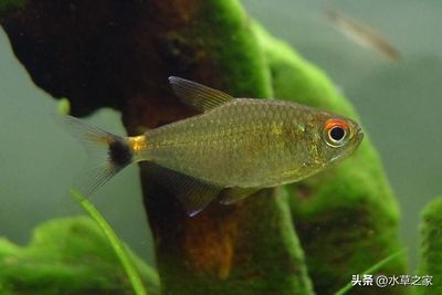 龍魚寄生蟲劍蟲怎么治療方法：龍魚寄生蟲劍蟲怎么治療 龍魚百科 第2張