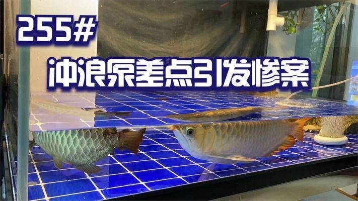 龍魚咬人會中毒嗎圖片：龍魚咬人會導(dǎo)致中毒嗎 龍魚百科 第4張