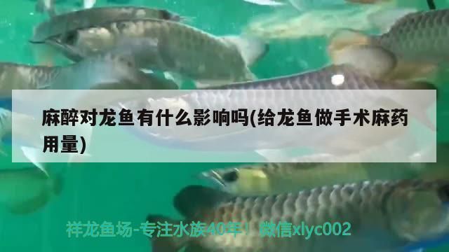 給龍魚做手術麻藥用量大嗎：龍魚手術麻藥用量如何監(jiān)控 龍魚百科 第7張