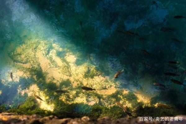 龍魚寄生蟲怎么治療最好：如何治療龍魚寄生蟲 龍魚百科 第2張