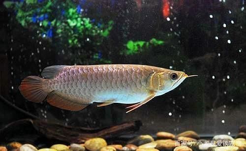 龍魚放大白片可以喂食嗎：龍魚為什么會趴缸 龍魚百科 第7張