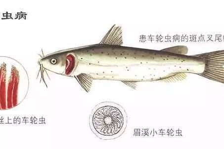 龍魚寄生蟲表現(xiàn)：關(guān)于龍魚寄生蟲的詳細信息 龍魚百科 第1張