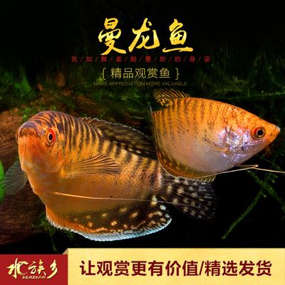 金龍魚要單獨養(yǎng)嗎：金龍魚單獨養(yǎng)殖金龍魚需要考慮氧氣供應(yīng)的問題是什么 龍魚百科 第2張