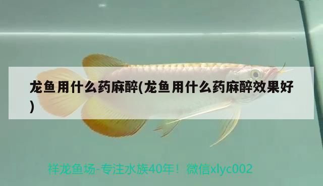 龍魚缸的溫度怎么控制好：)龍魚受傷后如何治療龍魚受傷后的治療方法 龍魚百科 第10張