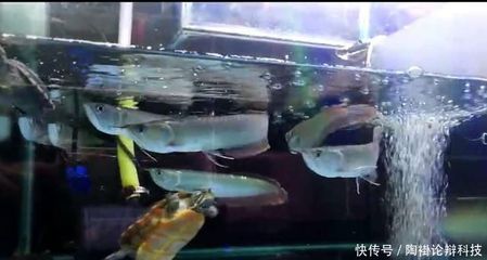 龍魚(yú)吃什么長(zhǎng)得快：成龍階段的龍魚(yú)可以享受更多種類(lèi)的食物和飼養(yǎng)注意事項(xiàng) 龍魚(yú)百科 第1張