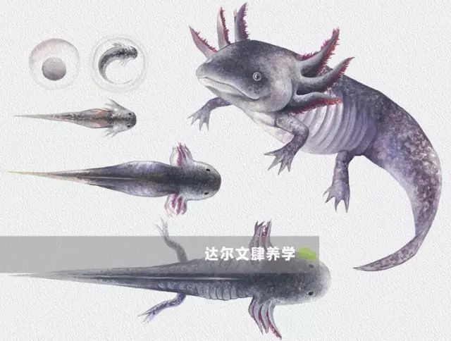 六角恐龍魚吃什么飼料：六角恐龍魚吃什么食物 龍魚百科 第2張