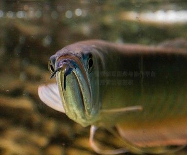 巨骨舌魚與龍魚的區(qū)別：巨骨舌魚和銀龍魚的區(qū)別是什么 龍魚百科 第5張