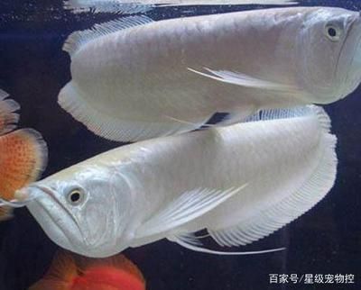 龍魚多長時(shí)間檢疫一次合適：龍魚喂食多久換水合適龍魚喂食多久換水合適 龍魚百科 第1張