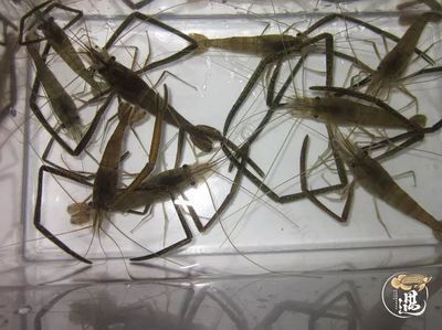 給龍魚喂活食物如何處理：給龍魚喂活食物如何處理龍魚喂活食物的處理方法是什么 龍魚百科 第13張