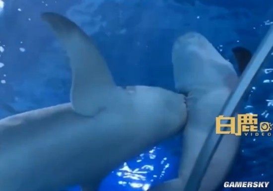 金龍魚水墨畫步驟圖：如何制作金龍魚水墨畫 水族問答 第1張