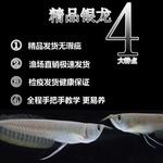 金龍魚油的生產(chǎn)日期在哪看：養(yǎng)殖金龍魚需要多大的魚缸 龍魚百科 第10張