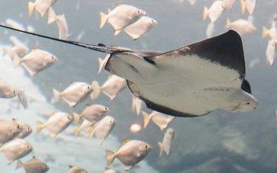 龍魚吃不吃飼料蟲：關于龍魚是否吃飼料蟲的詳細信息 龍魚百科 第2張