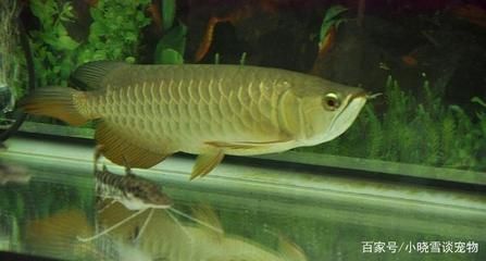 龍魚(yú)得水霉病怎么治：龍魚(yú)不吃食可能由多種原因引起龍魚(yú)不吃食的幾種原因 龍魚(yú)百科 第6張