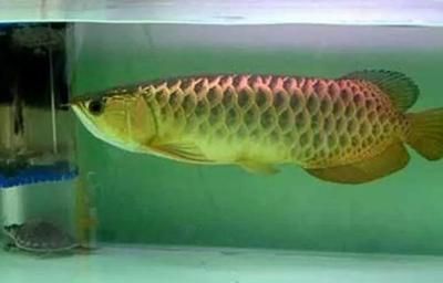 龍魚打斗怎么辦：龍魚拒食怎么辦 龍魚百科 第7張