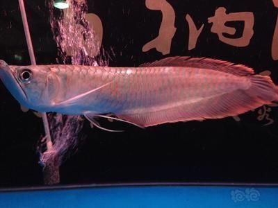 金龍魚蒙眼病怎么治療：金龍魚蒙眼怎么辦 龍魚百科 第4張