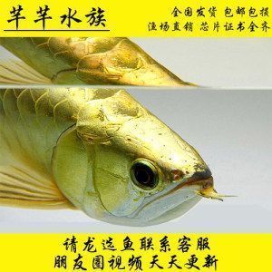 龍魚對(duì)水質(zhì)要求高嗎：龍魚吃什么活體魚好養(yǎng)殖-龍魚百科-龍魚吃什么活體魚好 龍魚百科 第2張