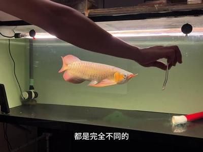 被壓養(yǎng)的龍魚很難調(diào)理 龍魚百科 第5張