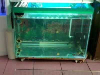 金龍魚飼料什么牌子好一點：哪個金龍魚飼料品牌的配方最適合我的魚呢？ 水族問答 第1張