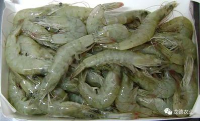 龍魚的藥用價(jià)值：龍魚喂食泥鰍的方法 龍魚百科 第4張