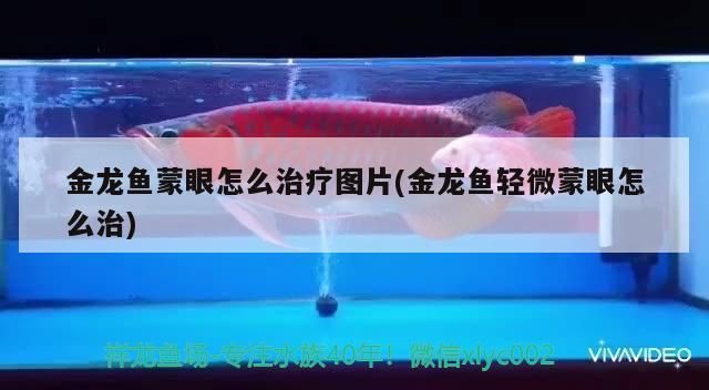 金龍魚得了蒙眼病怎么治療：金龍魚蒙眼病治療金龍魚蒙眼病的治療方法及治療方法 龍魚百科 第1張