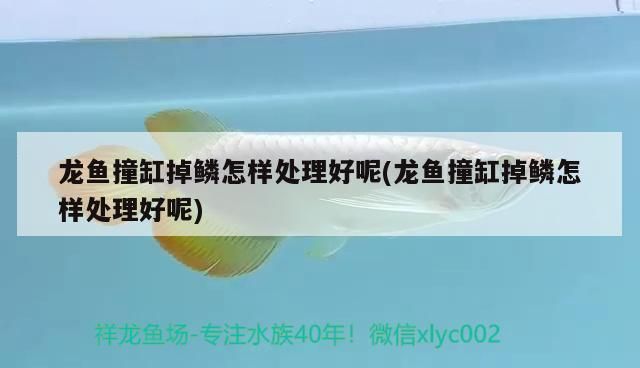 龍魚翻鰓手術的風險：(金龍魚打架掉鱗用什么藥浴好，龍魚打架后水質管理技巧 龍魚百科 第5張