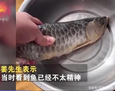 金龍魚內(nèi)蒙眼怎么治：金龍魚蒙眼怎么辦 龍魚百科 第4張