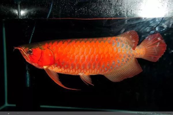 《龍魚?？罚骸洱堲~?？返?8屆中國國際寵物水族展覽會cips) 龍魚百科 第3張