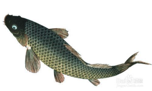 龍魚(yú)缸溫度30度高嗎為什么呢：龍魚(yú)缸水溫30度可以接受嗎？ 龍魚(yú)百科 第1張